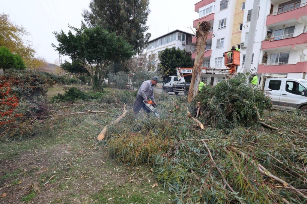 Silifke Belediyesinden Goksu Mahallesinde Agac Budama Calismasi