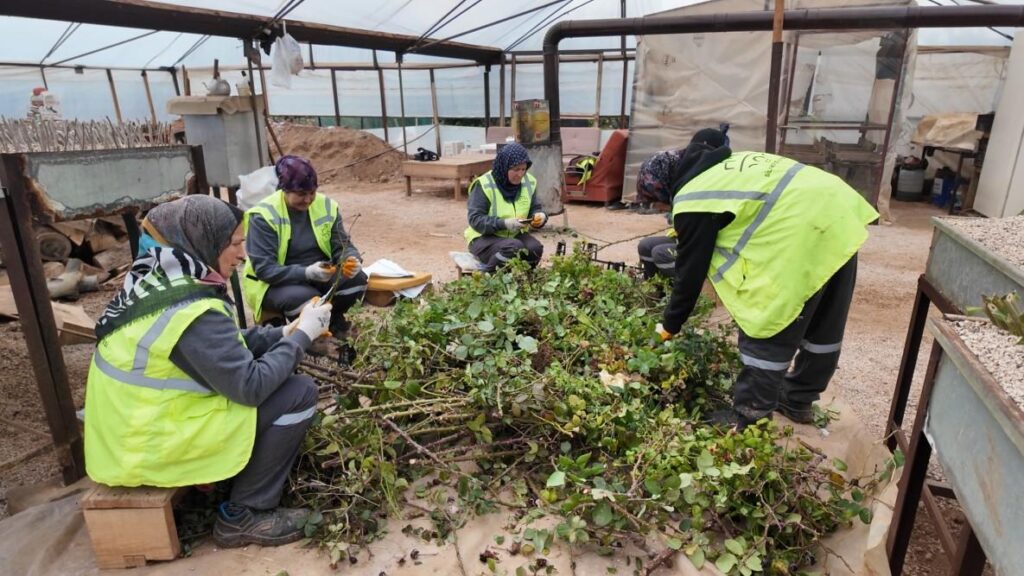 Silifkeyi Bahar Cicekleri Susleyecek